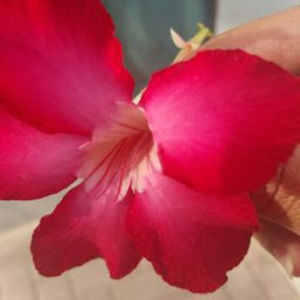 Meet your Posher, Heba